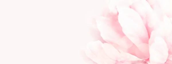 Vista da vicino del fiore di peonia rosa . — Foto Stock