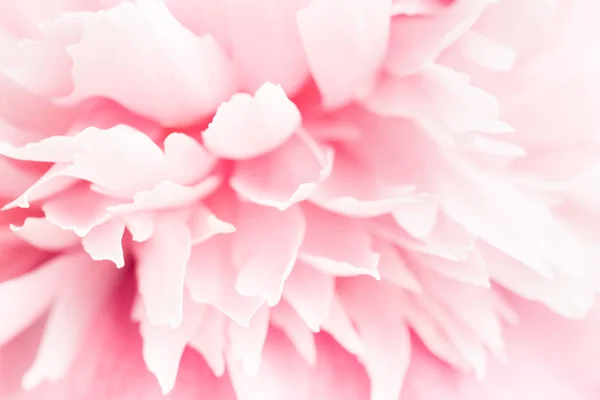 Vista da vicino del fiore di peonia rosa . — Foto Stock