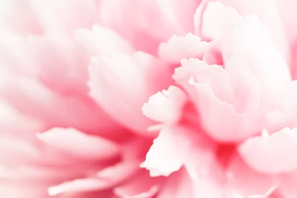 Vista da vicino del fiore di peonia rosa . — Foto Stock