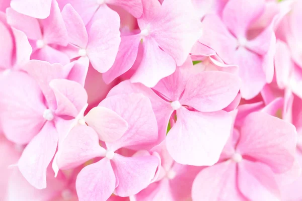 Hermoso rosa hortensias flores fondo . —  Fotos de Stock