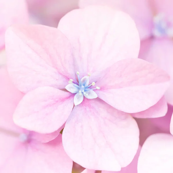 Mooie roze hortensia bloemen achtergrond. — Stockfoto