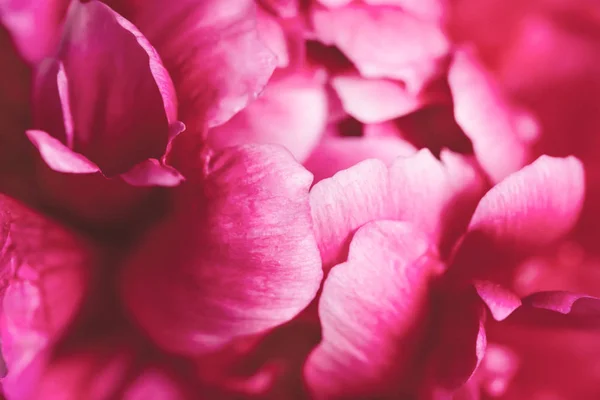 Closeup véve rózsaszín pünkösdi rózsa virág. — Stock Fotó