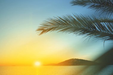 Gün batımına karşı palmiye yaprakları.