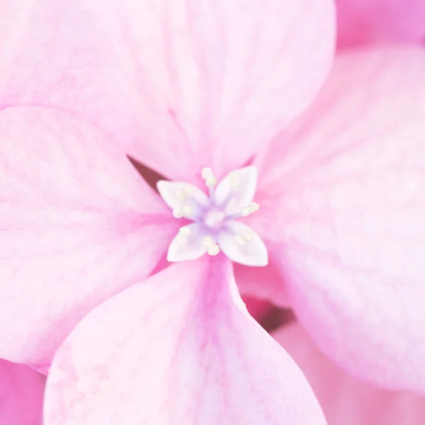 Mooie roze hortensia bloemen achtergrond. — Stockfoto