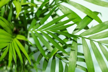 Arka planda avuç içi yaprakları. Görüntüyü kapat.