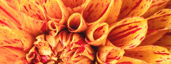 Vue macro fleur dahlia orange. — Photo
