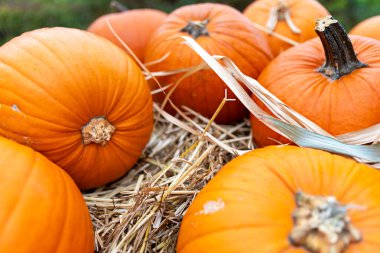 Samanların üzerindeki balkabaklarının detaylı bir yakın çekimi turuncu ve çeşitli boyutlardaki gölgelerini gözler önüne seriyor. Kırsal alan düşme atmosferini arttırıyor..