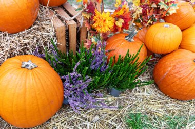 Sonbaharın sıcacık havasını kabakların, bitkilerin, sandıkların ve saman balyalarının üzerine dökülen yaprakların olduğu bu kırsal ve durgun hayatla kucaklayın. Şükran Günü ve hasat temaları için mükemmel.