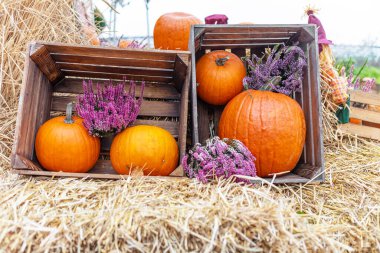 Samanların üzerinde duran balkabakları ve çiçeklerin sergilendiği sakin bir hayatla sıcacık sonbahar havasını kutlayın. Sonbahar ve Şükran Günü için mükemmel. Bu görüntü sıcaklığı ve doğayı içeride getiriyor..
