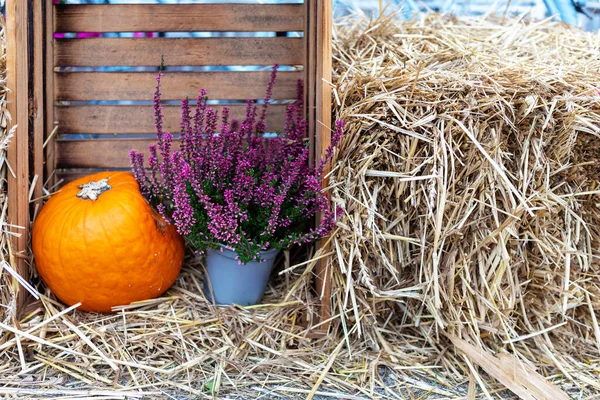 Balkabağı ve samanların üzerinde çiçek olan kırsal bir hayat. Balkabağı samanlıkta oturuyor, ve kenevir çiçekleri de yanında. Arka plan ahşap bir çit..
