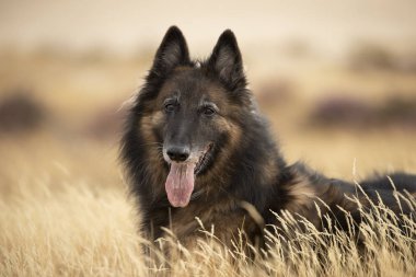Köpek, Belçika çoban Tervuren, baş Foto, lens arıyorum
