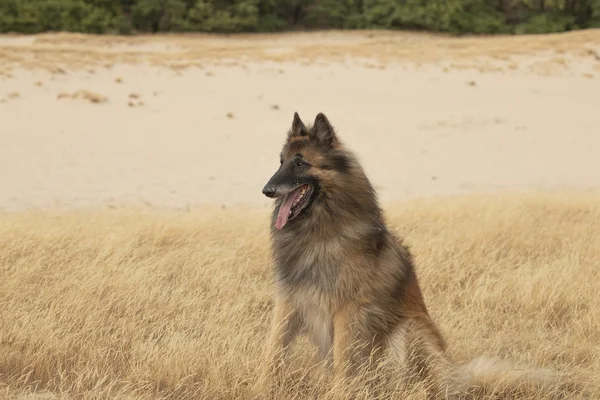 Pies Belgijski Tervuren Pasterza Siedzi Trawie Wrzos Patrząc Kamery — Zdjęcie stockowe