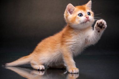 Kedi İngiliz altın Chinchilla olduğunu