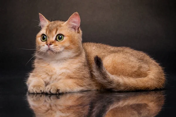 Gato Ouro Britânico Chinchilla — Fotografia de Stock