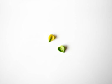 İki küçük sarı ve yeşil yaprakları beyaz arka plan üzerinde.
