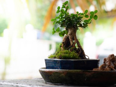 Seramik tencerede küçük bonsai.