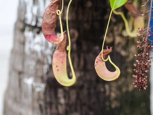 Jarro Tropical Copos Macaco Plantas Penduradas Outra Árvore — Fotografia de Stock