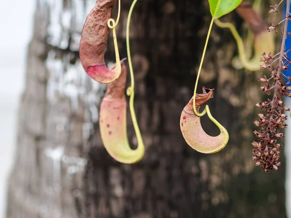 Plantas Jarra Tropical Copas Mono Que Cuelgan Otro Árbol —  Fotos de Stock