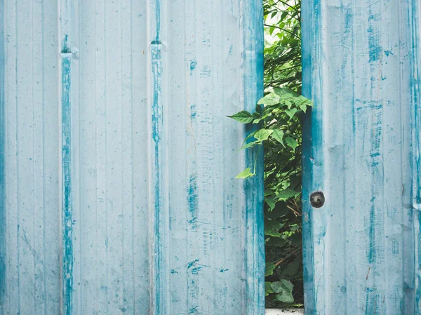 Cerca Zinco Barato Azul Com Plantas Crescendo Atrás — Fotografia de Stock