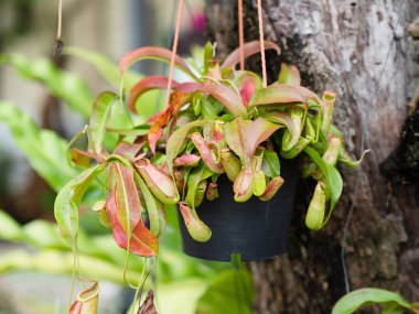 Tropikal sürahi veya maymun bardak bitkiler başka bir ağaç üzerinde asılı.