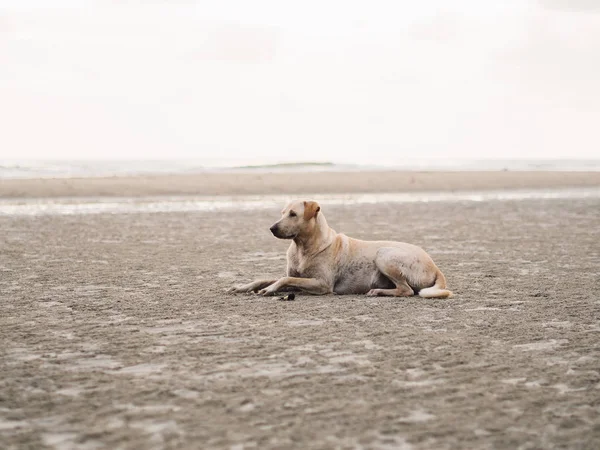 Тайская Соломенная Собака Отдыхает Песке Наслаждается Закатом Пляже — стоковое фото