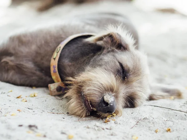 Nahaufnahme Des Hundeschlafs Strand — Stockfoto