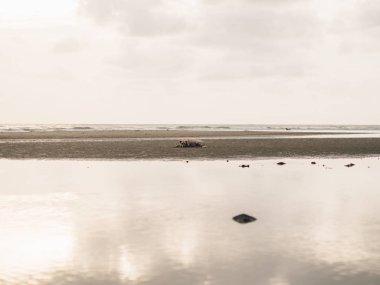 Tay sokak köpeği kumsalda dinlenmek ve sahilde güneşin tadını çıkarın.