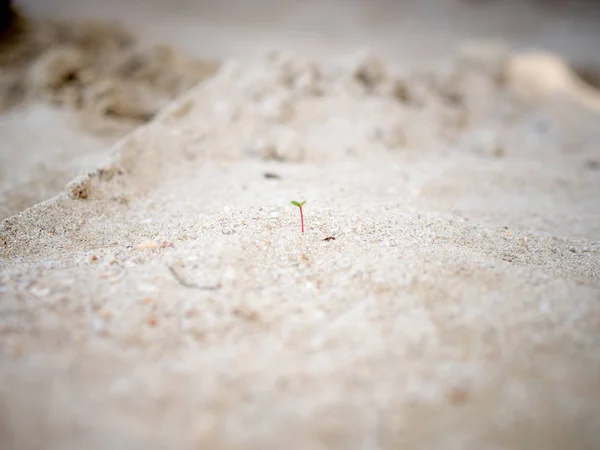 Tiny Sprout Growing Sand Beach — Stock Photo, Image