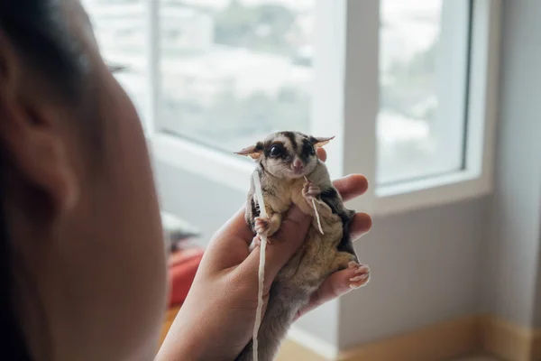 Cute Little Lotopałanka Jedzenie Ryb Przekąska Podczas Trzymać Ręku — Zdjęcie stockowe