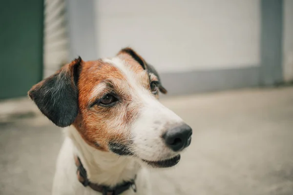 Nahaufnahme Eines Glücklichen Kleinen Hundes Weißer Und Brauner Farbe Mit — Stockfoto