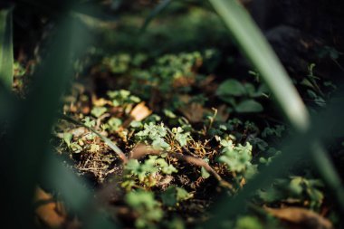 Güneş ışığı ile yere küçük yonca fern yakın çekim.