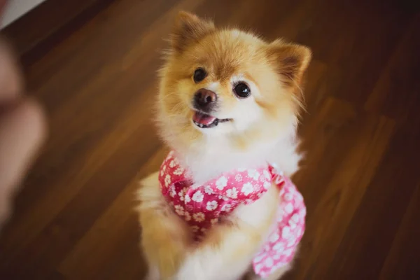 Χαριτωμένο Μικρό Pomeranian Ροζ Φόρεμα Στο Πάτωμα — Φωτογραφία Αρχείου