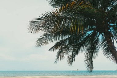 Hindistan cevizi ağacı ile büyük plaj sakin atmosferi ile izinli.