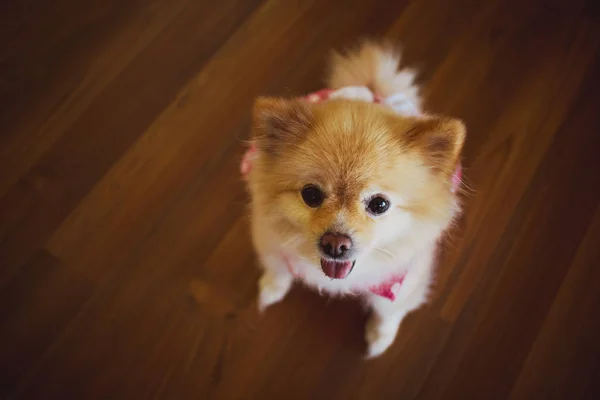 Χαριτωμένο Μικρό Pomeranian Ροζ Φόρεμα Στο Πάτωμα — Φωτογραφία Αρχείου