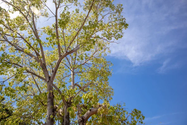 Green Fresh Bodhi Tree Vivid Blue Sky Background — Stock Photo, Image