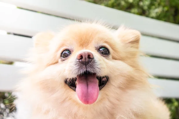 Κοντινό Πλάνο Του Καφέ Pomeranian Προσώπου Μακρά Ροζ Γλώσσα — Φωτογραφία Αρχείου