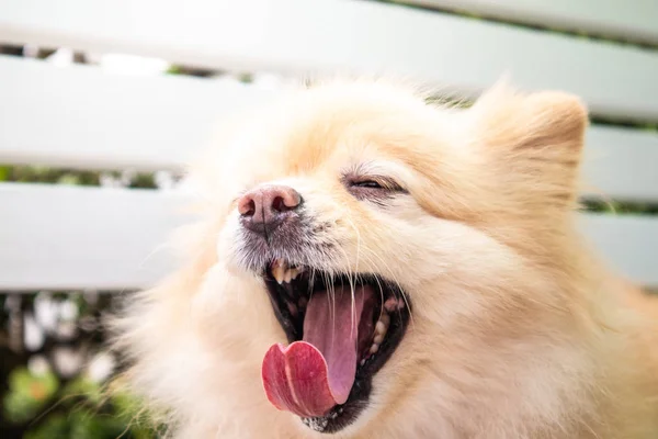 Close up of brown pomeranian face with long pink tongue.
