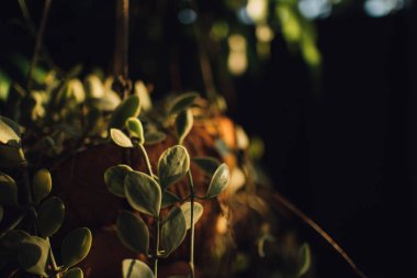 Sabah sıcak güneş ışığı bitki asılı yakın çekim.