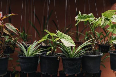 Turuncu duvara plastik tencere yeşil asılı bitkiler çeşitliliği.