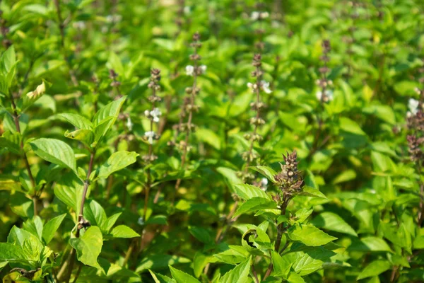 Grüne Basilikumfarm Mit Der Blume Der Spitze Die Asien Wächst — Stockfoto