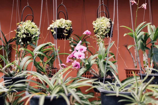 Variety of green hanging plants in plastic pots on orange wall.