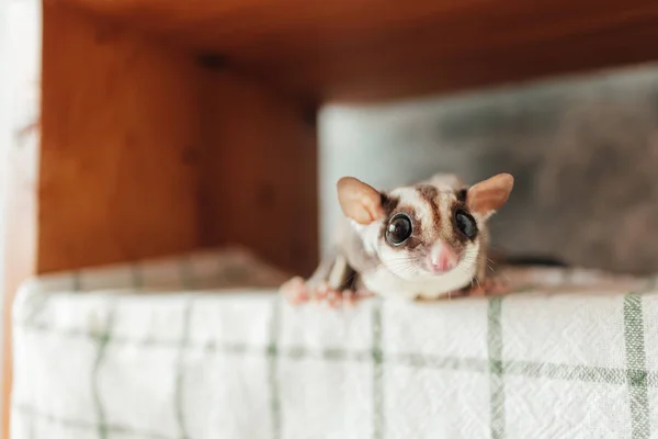 Cute little curiosity Sugar Glider hide on the shelves. — Stock Photo, Image