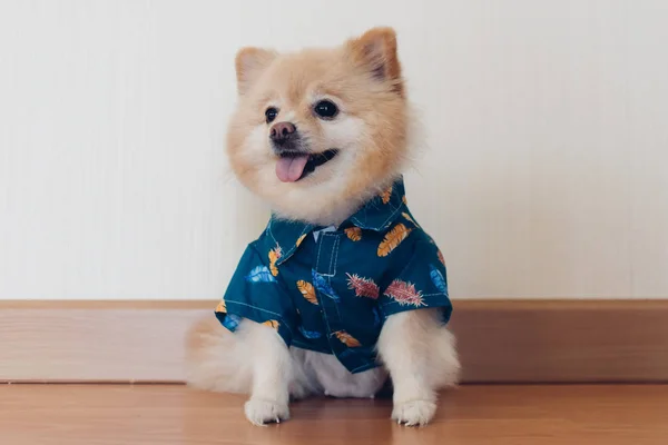 Roztomilej Pomořanský pes v modrém tričku sedí v koutě. — Stock fotografie