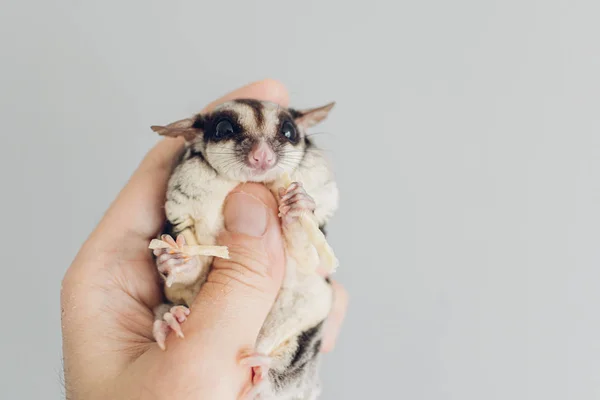 Suiker zweefvliegtuig eet snack in menselijke hand. — Stockfoto