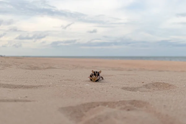 Niedlicher kleiner Zuckersegler läuft am Strand. — Stockfoto