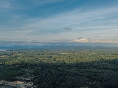 Yeşil ormanın engin manzarası ufuk çizgisine kadar uzanıyor.