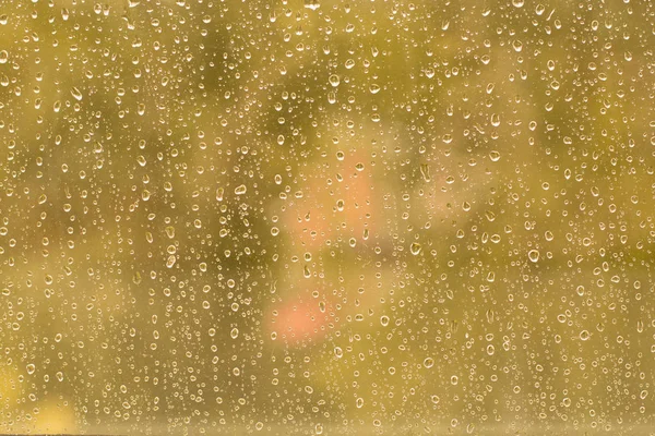 Fresh rain splash drops on a window with background autumn nature