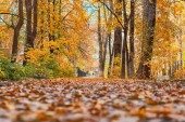 podzimní cesta v parku, žluté listy, zblízka