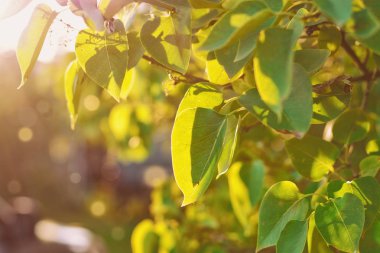 güneş ışığı ile olayları, Lila yaprak yaz