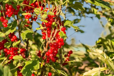 Grup kırmızı kuş üzümü, Bush, summer, yakın çekim